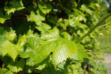 Vine leaves. 06/05/2021 17:00