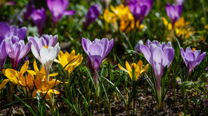 Beautiful spring background with close-up of a group of blooming purple, yellow, white crocus flowers in spring garden. Growing early-flowering bulbous plants