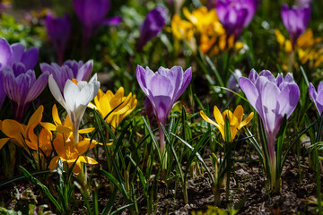 Beautiful spring background with close-up of a group of blooming purple, yellow, white crocus flowers in spring garden. Growing early-flowering bulbous plants