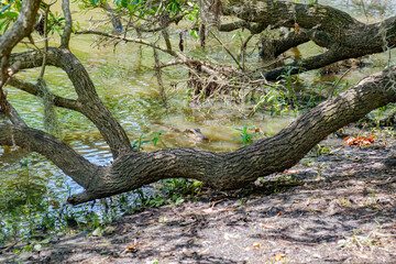 Juvenile Alligator Approaches Bank of the Bayou with Live Oak Tree Branch in the Foreground