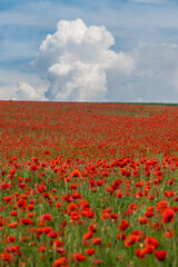 Feld mit Klatschmohnblüten im Frühjahr