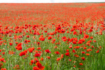 Fototapeta premium Feld mit Klatschmohnblüten im Frühjahr