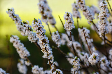 Flowering February daphne (Daphne mezereum, forma Alba)