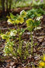 Beautiful fresh green hellebore (Helleborus odorus) in spring garden
