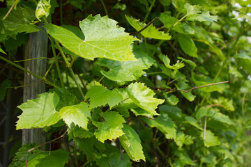Vine leaves. 06/05/2021 17:00