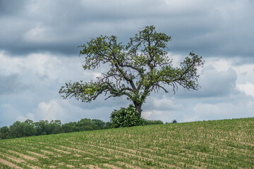 Obraz premium Baumgrundstück im Frühjahr