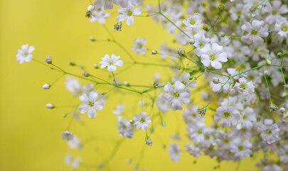 Beautifu fragile branch of tiny white field flowers on a yellow background