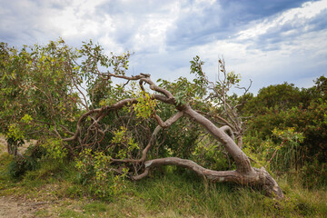 windswept tree in coastal landscape with impending storm