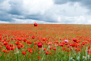 Feld mit Klatschmohnblüten im Frühjahr