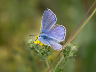 blue butterfly on a yellow flower drinks nectar