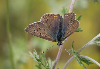 Fototapeta na wymiar butterfly on flower close-up