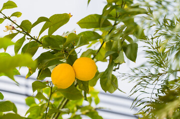 Two ripe yellow lemons on tree branch.