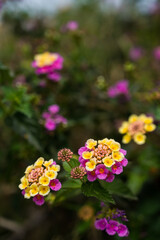 Lantana blossoms. Beautiful small yellow flowers on green bush. Summer nature.