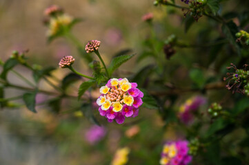Lantana blossoms. Beautiful small yellow flowers on green bush. Summer nature.