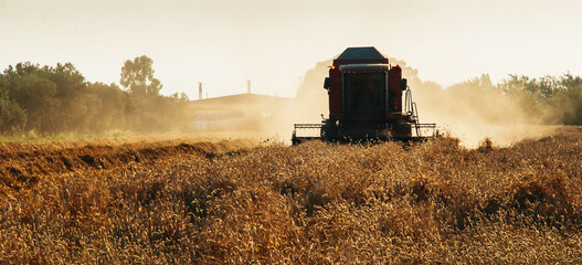 Combine harvester in action on rye field. Process of gathering a ripe crop on the sunset in late...