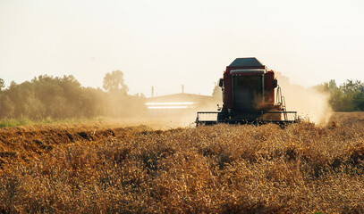 Naklejka premium Combine harvester in action on rye field. Process of gathering a ripe crop on the sunset in late summer by agricultural machinery 