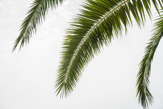 Palm branches with white cloudy sky on background. Close-up. Nature background.