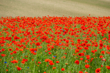 Feld mit Klatschmohnblüten im Frühjahr