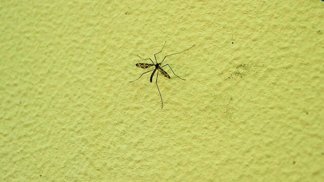 A mutant mosquito on the wall. Large mosquito with wings. Insect.
