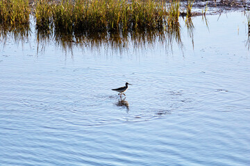 Petit Chevalier, Gaspésie