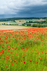Feld mit Klatschmohnblüten im Frühjahr