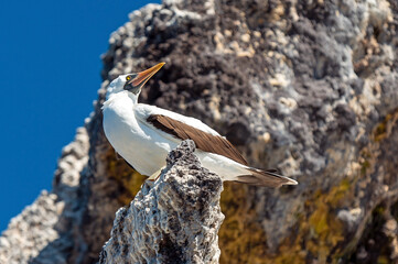 Galapagos Nazca Booby (Sula Granti) perched on a rock, Galapagos Islands national park, Ecuador.
