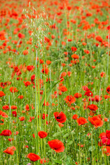 Feld mit Klatschmohnblüten im Frühjahr