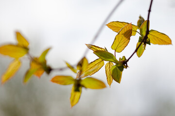 Yellow green young leaves on a branch against the sky