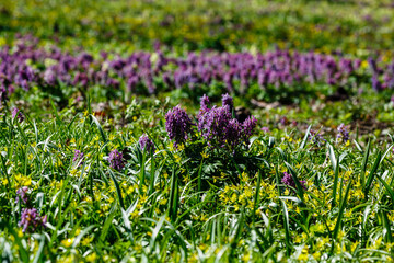 Obraz premium Purple flowers fo Corydalis. Sunny meadow with blossoming Corydalis. Summer or spring green background. Blooming spring field, lawn.