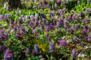 Obraz premium Purple flowers fo Corydalis. Sunny meadow with blossoming Corydalis. Summer or spring green background. Blooming spring field, lawn.
