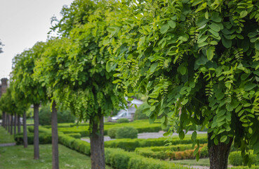 Decorative trees ina park in a row, close view