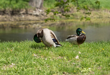 duck and ducklings