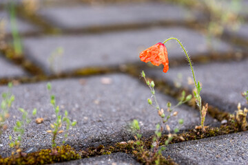 Single red Corn poppy growing between paving stones