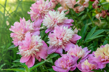 Closeup of beautiful pink Peonie flower.
