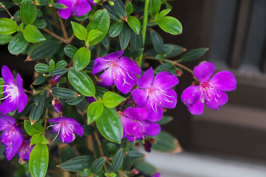 34 Best 野牡丹 Images Stock Photos Vectors Adobe Stock