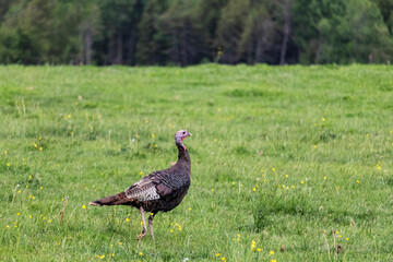 Dindon sauvage, dinde