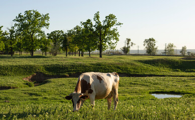 A spotted cow grazes in a green meadow. Portrait of a horned animal.