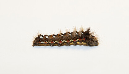 Acronicta rumicis, the knot grass moth. The caterpillar moves to the pupation site.