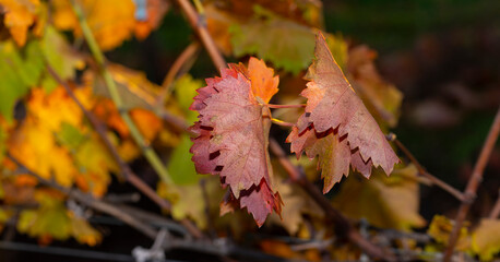 Vineyards in the autumn with red foliage. Winemaking. Macro photography of a leaf covered with dew. Selective focus.