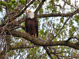 Bald Eagle Bird Calls for Mate: A bald eagle raptor perched on a large branch calls for their mate to return
