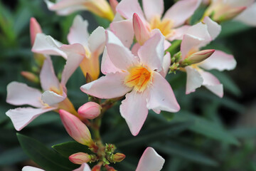 Delicate flowers on a pink nerium orleander bush