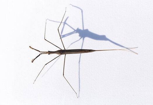 Ranatra linearis is a species of aquatic bug in the Nepidae family.