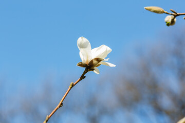 White magnolia flower against the sky. Spring background