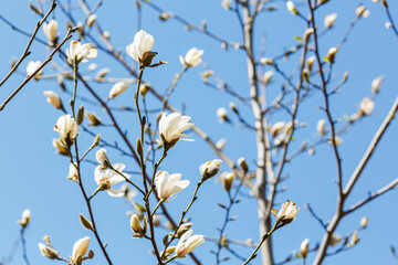 White magnolia flower against the sky. Spring background