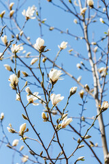 White magnolia flower against the sky. Spring background