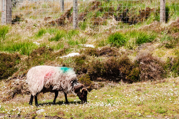Naklejka na ściany i meble White sheep marked with different color on their back in a field on a warm sunny day. West of Ireland, Farming and agriculture industry