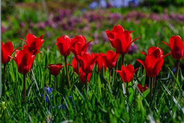 Tulipa Kaufmanniana Regel in bloom in spring garden