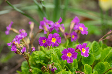 Beautiful violet flowers close up