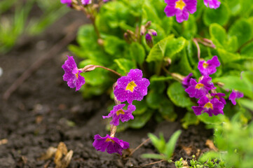 Beautiful violet flowers close up
