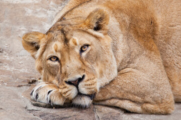 Calm confidence of a lioness, head resting on her paws